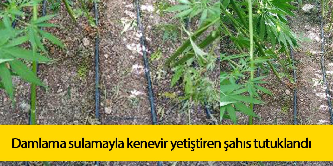 Damlama sulamayla kenevir yetiştiren şahıs tutuklandı