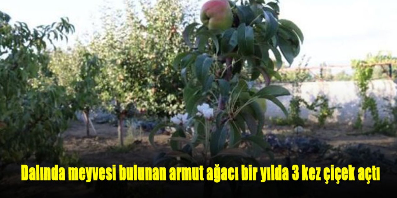 Dalında meyvesi bulunan armut ağacı bir yılda 3 kez çiçek açtı