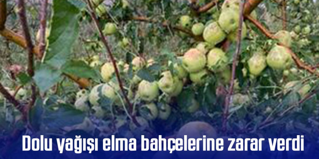 Dolu yağışı elma bahçelerine zarar verdi