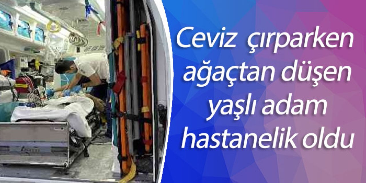Ceviz hasadı yaparken ağaçtan düşen yaşlı adam hastanelik oldu