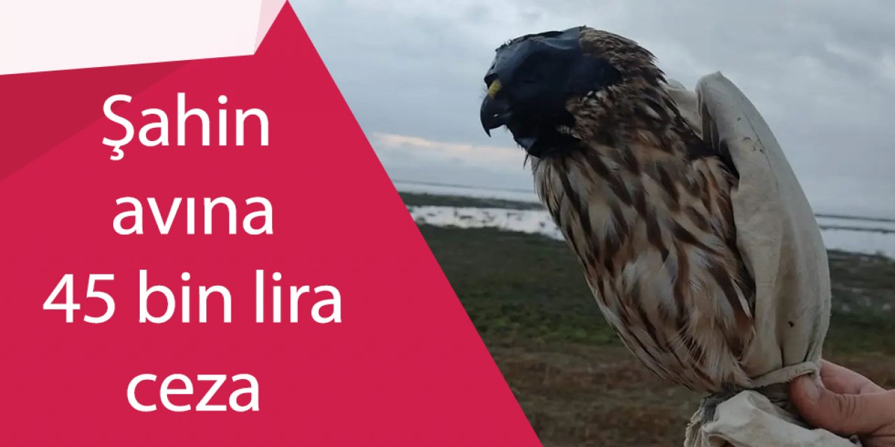 Canlı mühre ile şahin avına 45 bin lira ceza