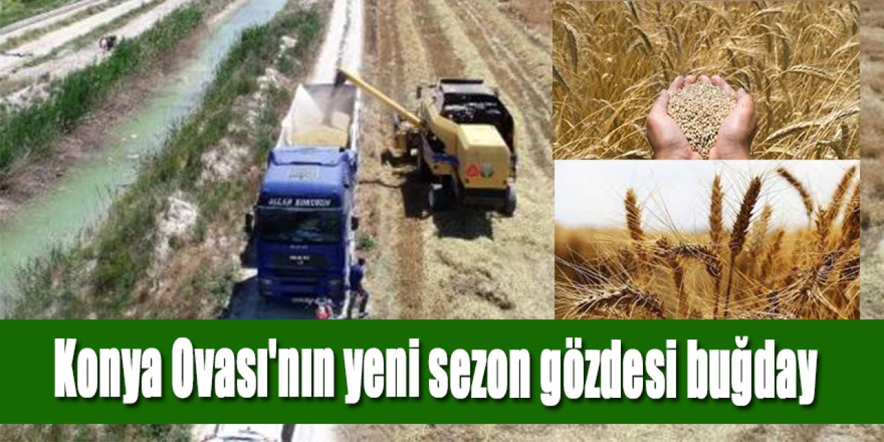Konya Ovası'nın yeni sezon gözdesi buğday