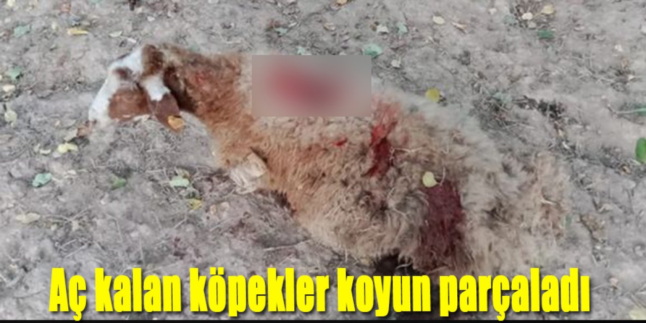 KÖPEKLER KOYUN PARÇALADI