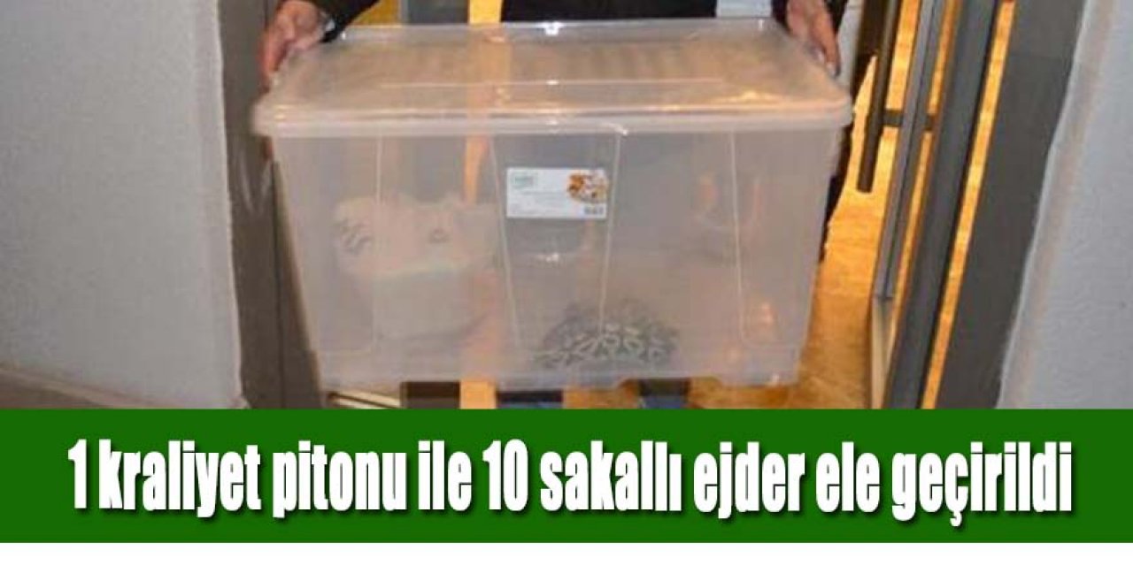 1 kraliyet pitonu ile 10 sakallı ejder ele geçirildi