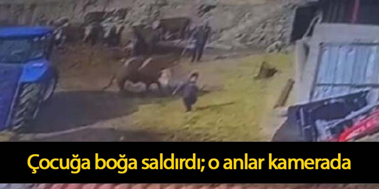 8 yaşındaki oğlunu boğa saldırısından kurtardı; o anlar kamerada