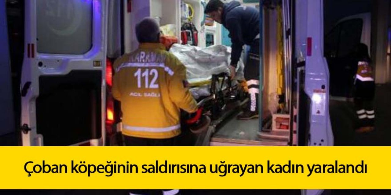 Çoban köpeğinin saldırısına uğrayan kadın hastanelik oldu
