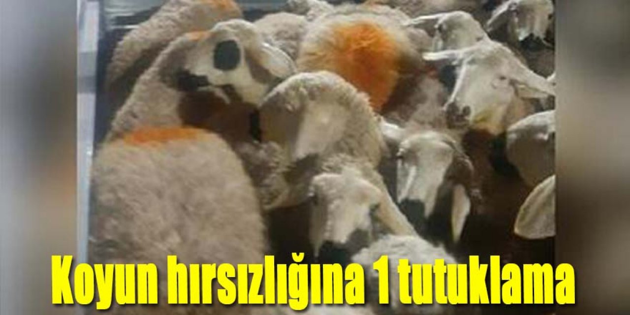 Koyun hırsızlığına 1 tutuklama