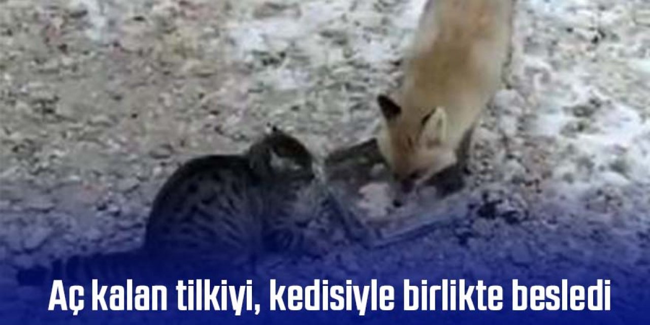 Aç kalan tilkiyi, kedisiyle birlikte besledi