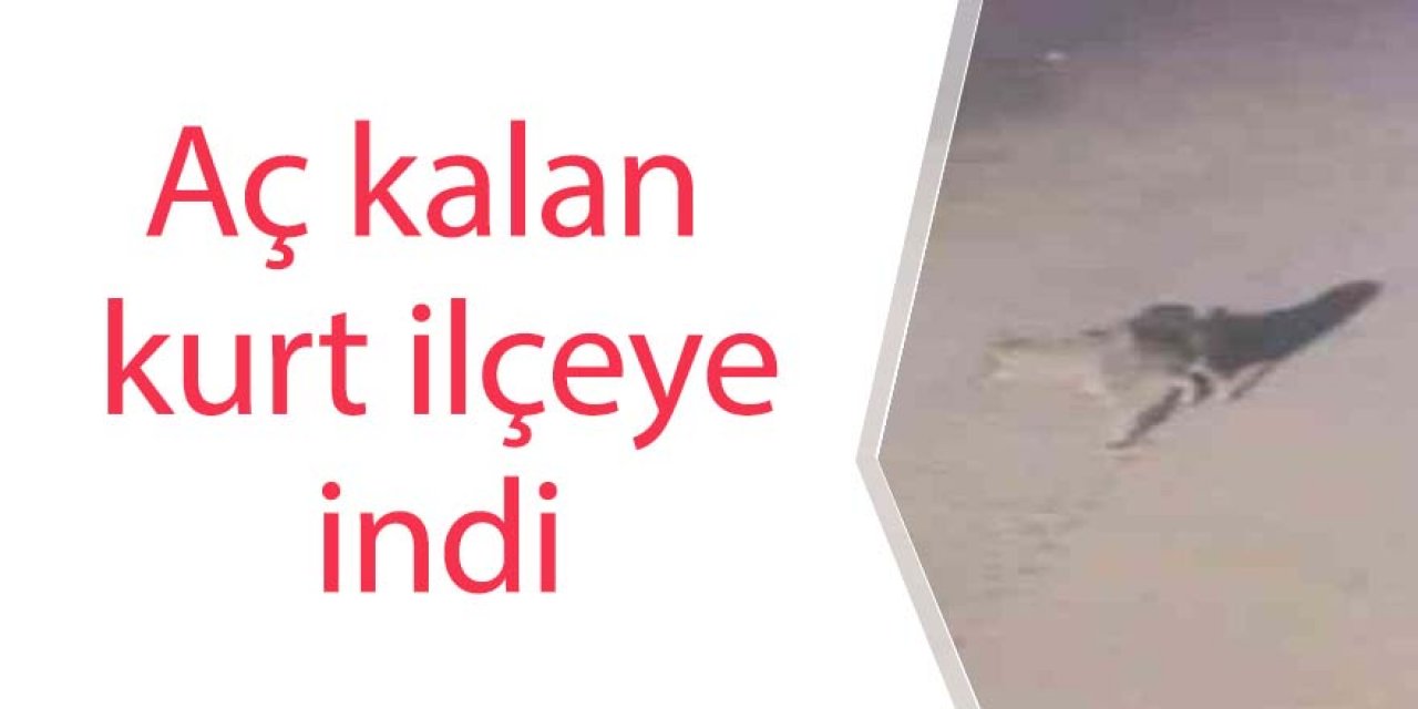 Aç kalan kurt ilçeye indi