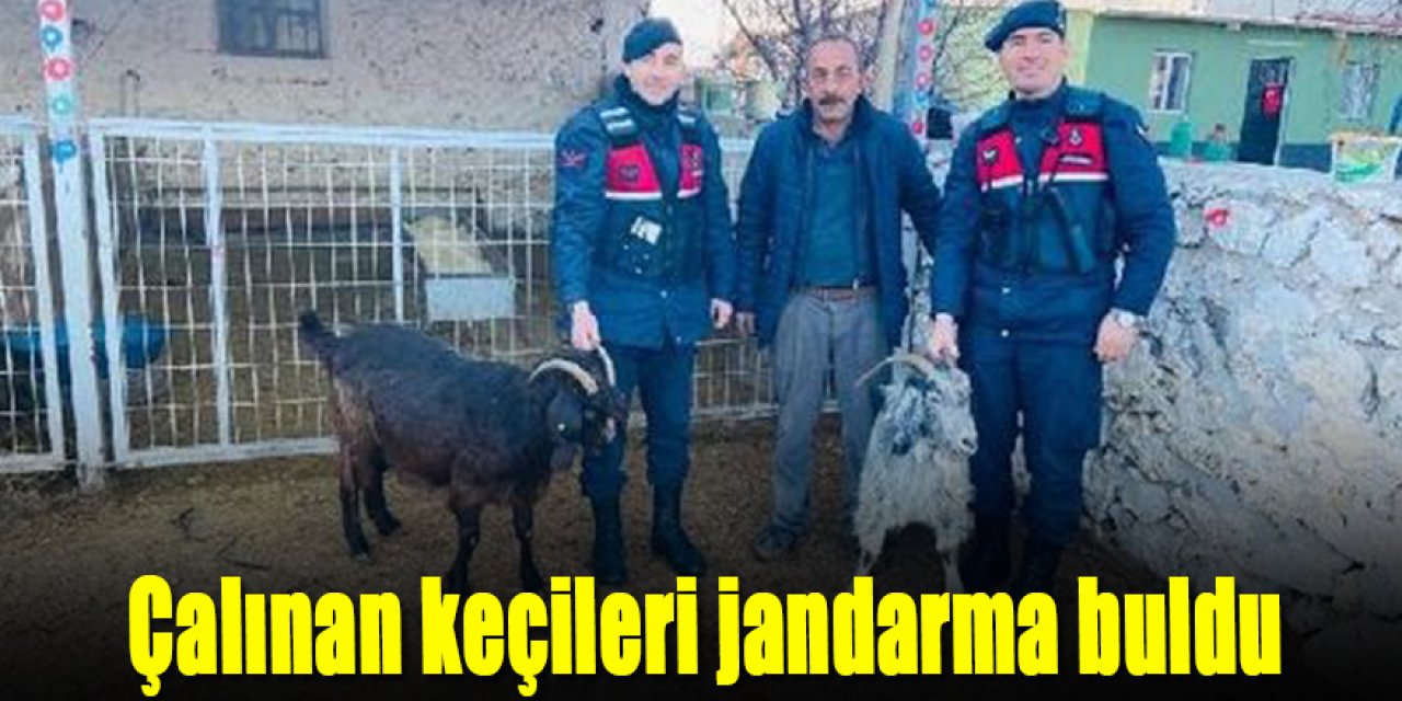 Çalınan keçileri jandarma buldu