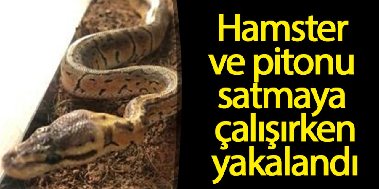 Hamster ve pitonu satmaya çalışırken yakalandı