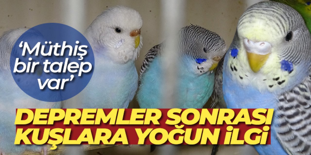 ‘Deprem kuşu' diye almaya başladılar: Ötücü kuşlara ilgi arttı