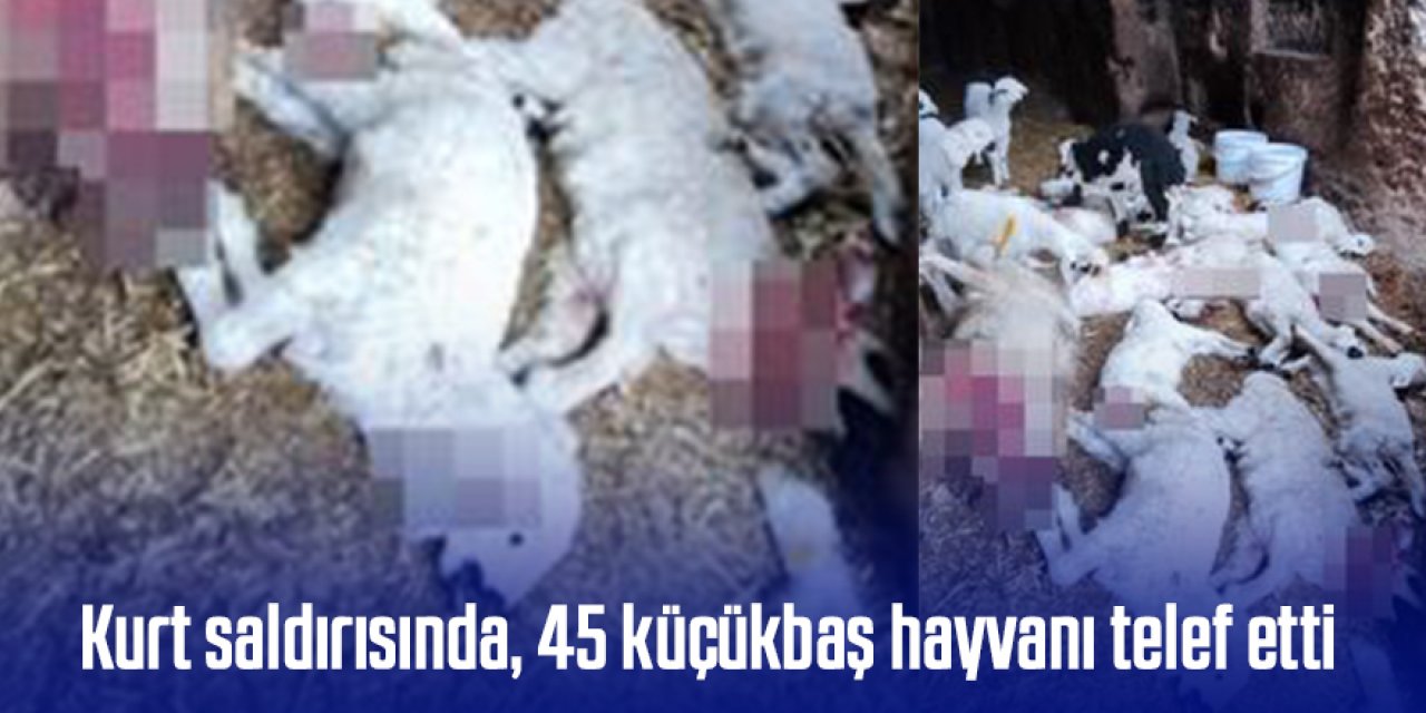 Kurt saldırısında, 45 küçükbaş hayvanı telef etti