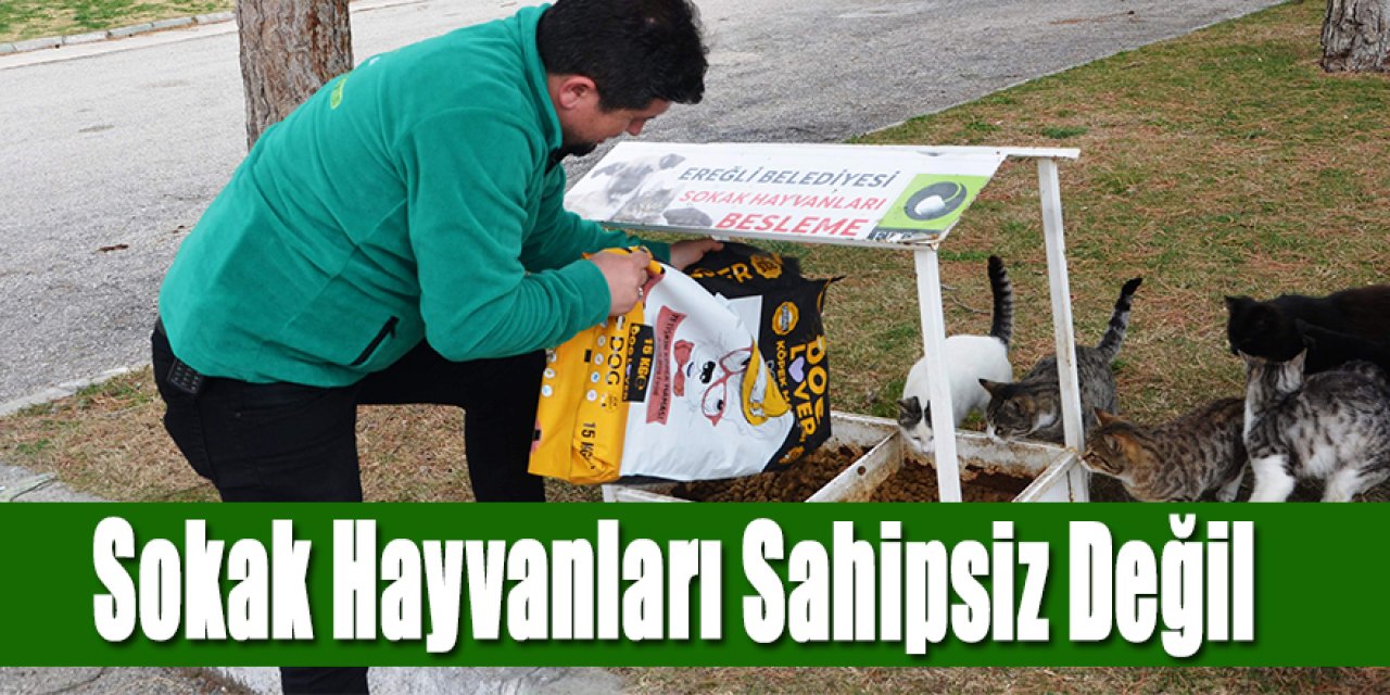Sokak Hayvanları Sahipsiz Değil