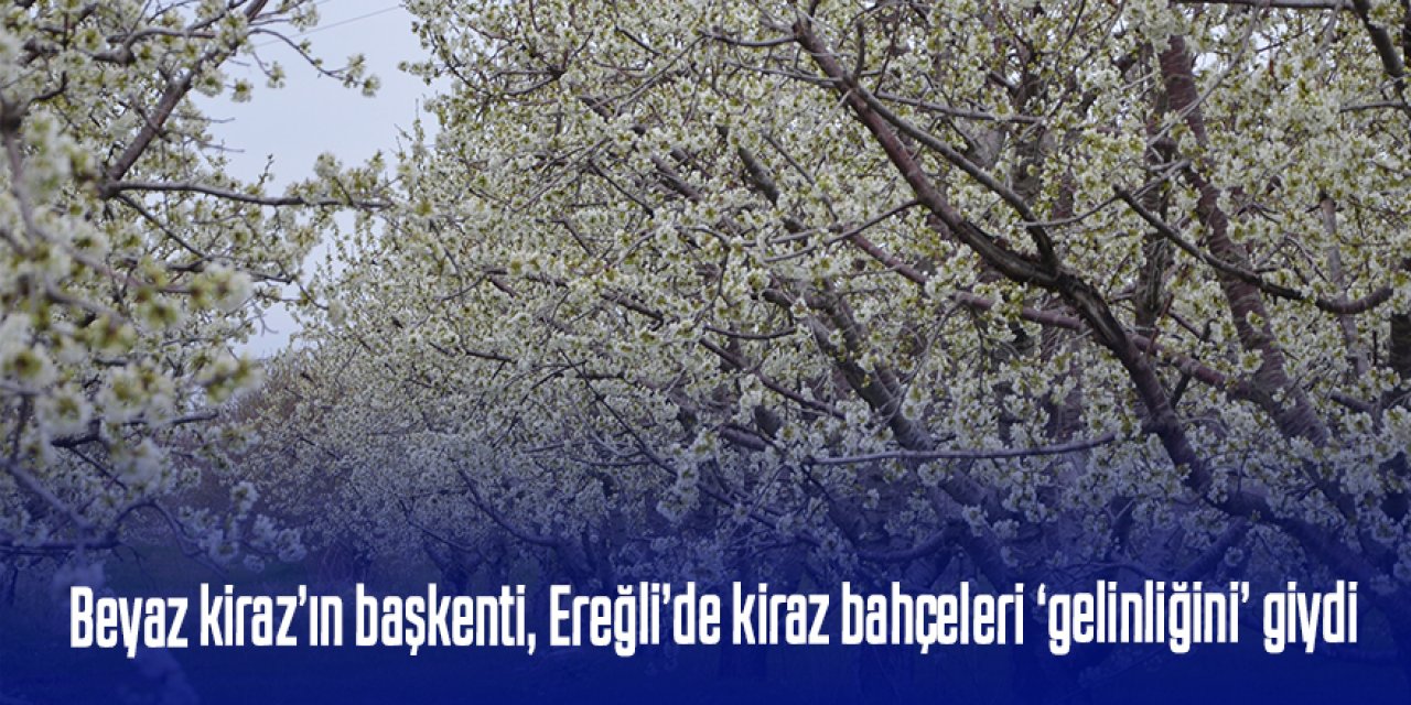 Beyaz kiraz’ın başkenti, Ereğli’de kiraz bahçeleri ‘gelinliğini’ giydi