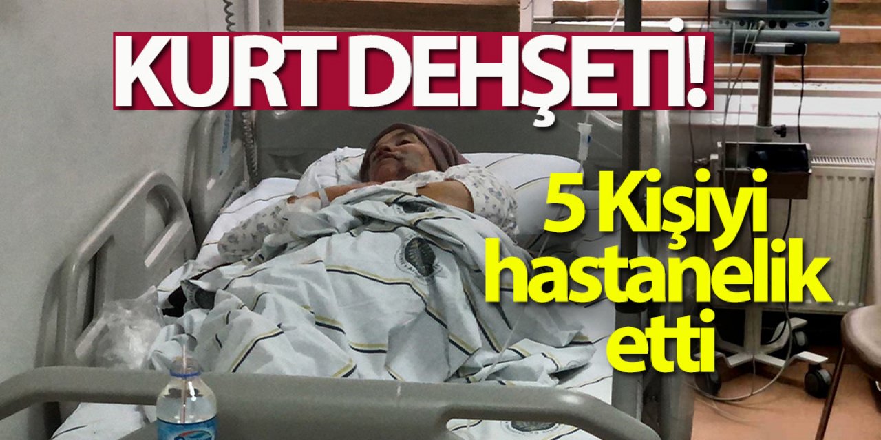 Erzurum'da kurt dehşeti: 5 yaralı
