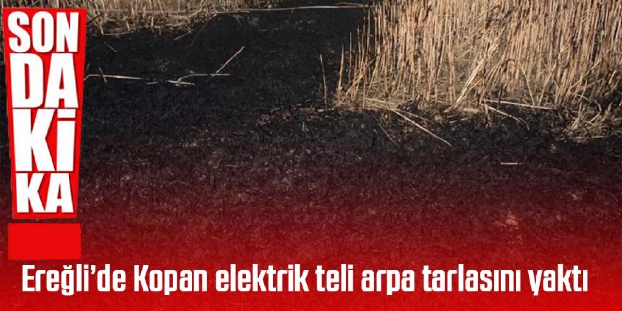 Elektrik teli arpa tarlasını yaktı