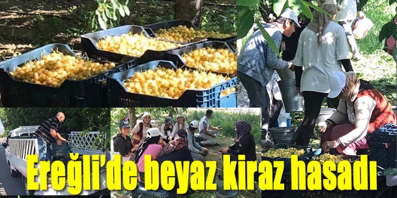 Ereğli’de beyaz kiraz hasadı
