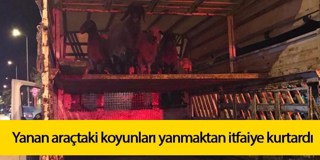 Yanan araçtaki koyunları yanmaktan itfaiye kurtardı