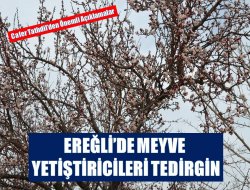 Ereğli’de meyve yetiştiricileri tedirgin