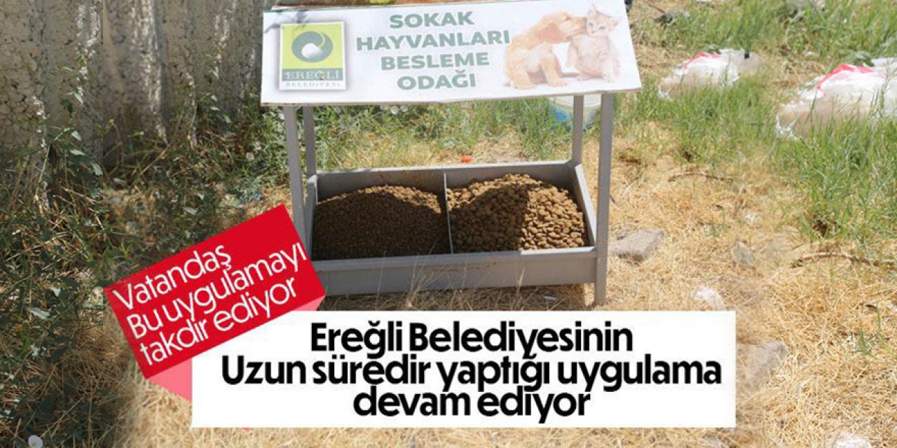 Sokak Hayvanları Bize Emanet