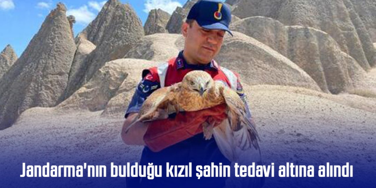 Jandarma'nın bulduğu kızıl şahin tedavi altına alındı