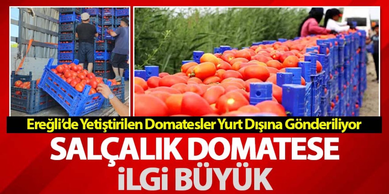Salçalık domatese büyük ilgi