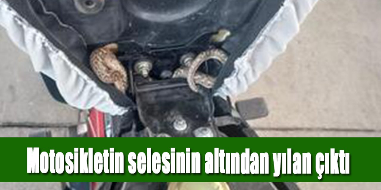 Motosikletin selesinin altından yılan çıktı