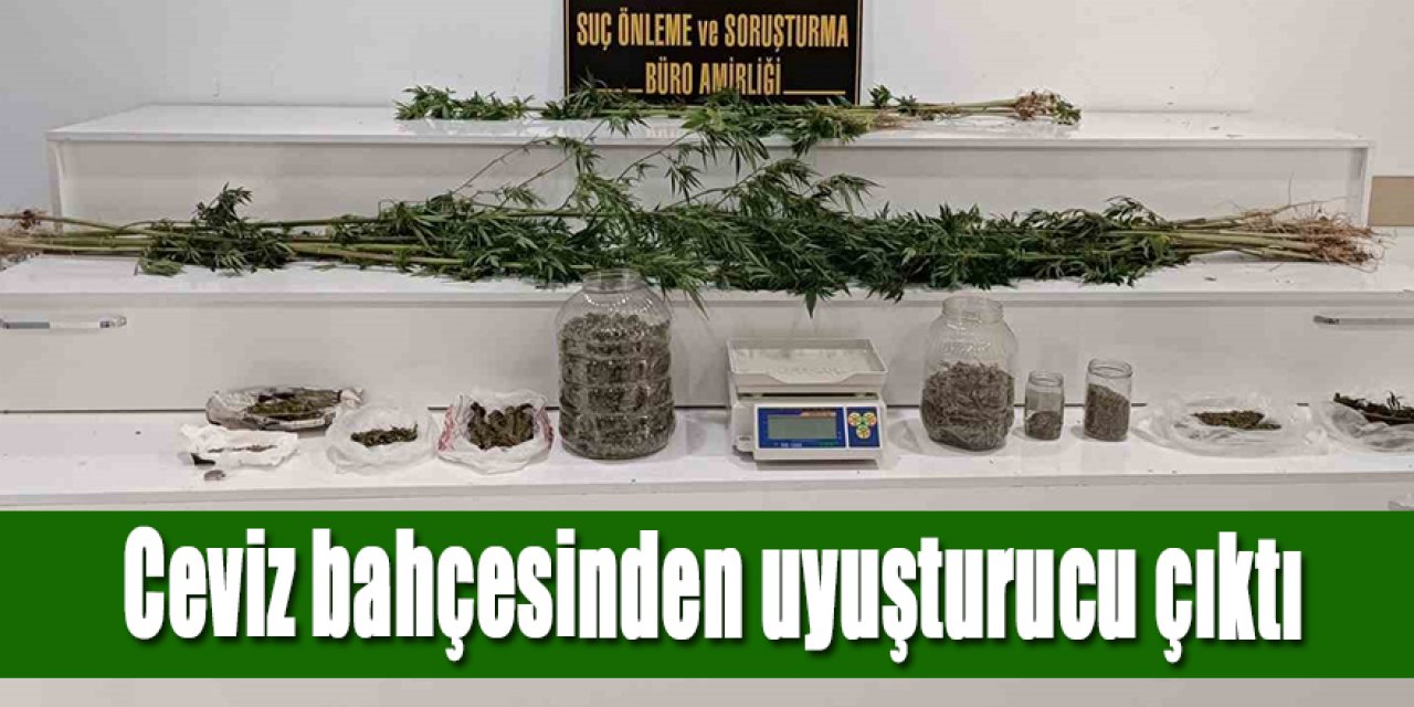Ceviz bahçesinden uyuşturucu çıktı