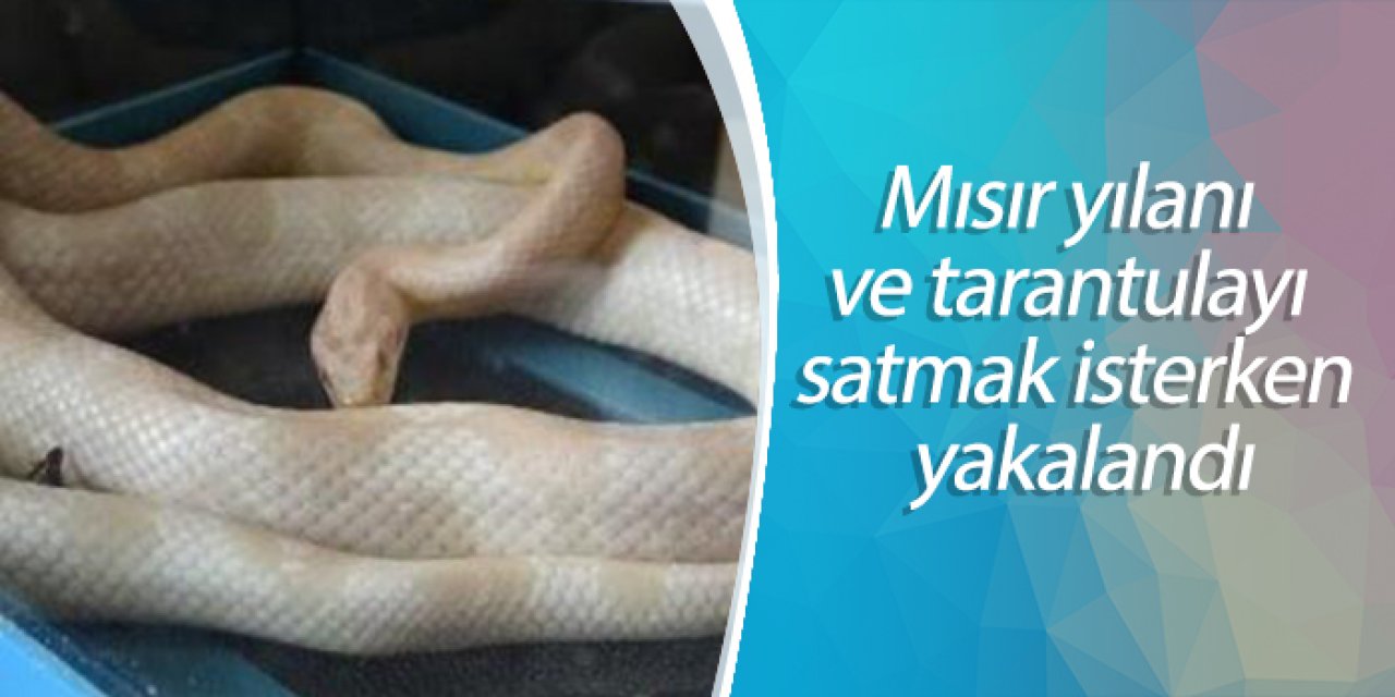 Mısır yılanı ve tarantulayı satmak isterken yakalandı