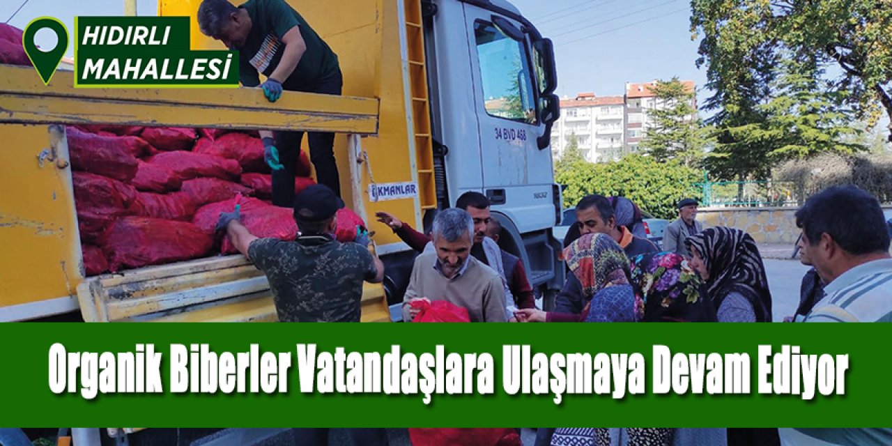Organik Biberler Vatandaşlara Ulaşmaya Devam Ediyor