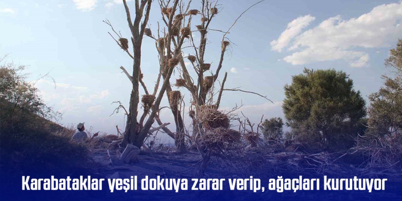 Karabataklar yeşil dokuya zarar verip, ağaçları kurutuyor