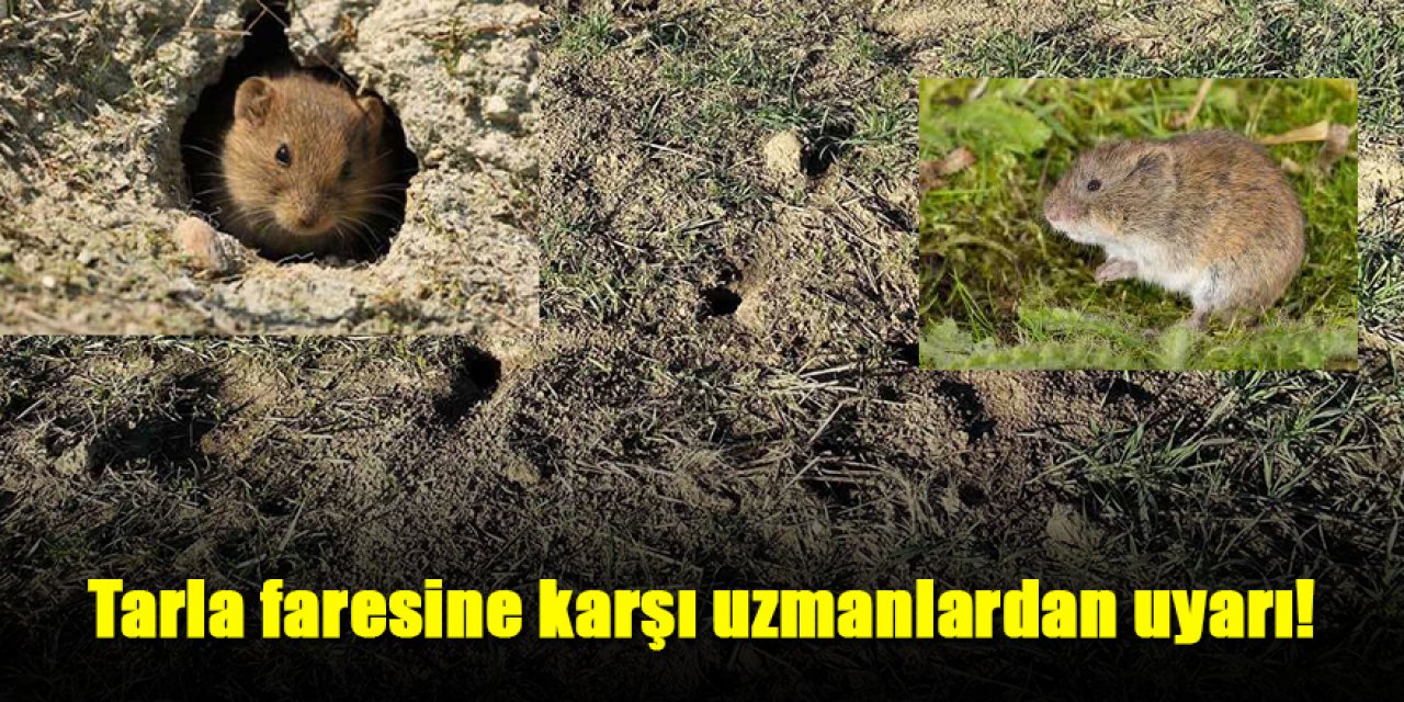 Tarla faresine karşı uzmanlardan uyarı