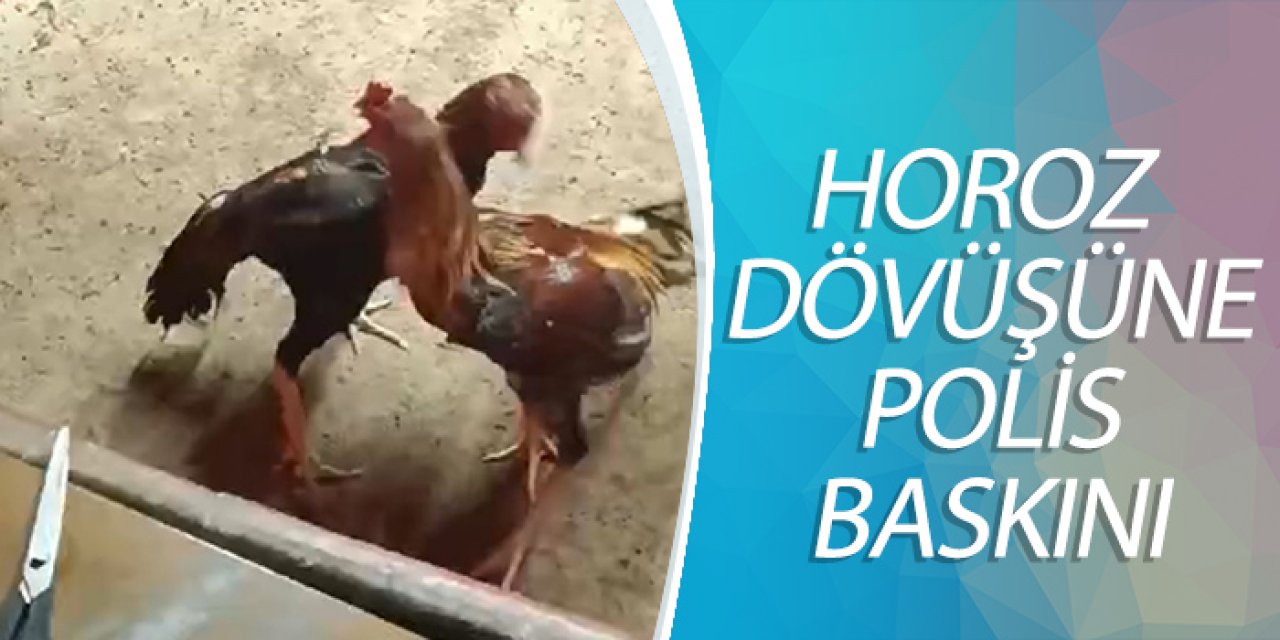 HOROZ DÖVÜŞÜNE POLİS BASKINI