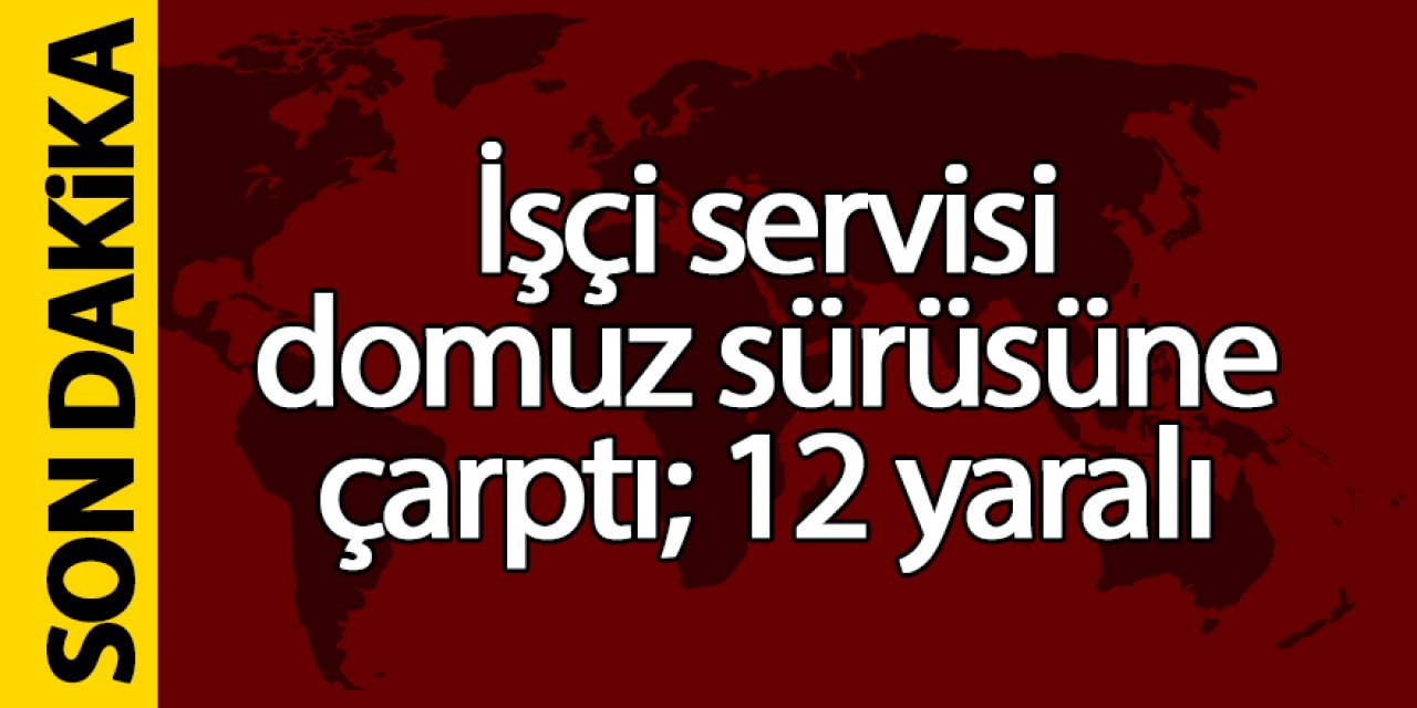 İşçi servisi domuz sürüsüne çarptı; 12 yaralı