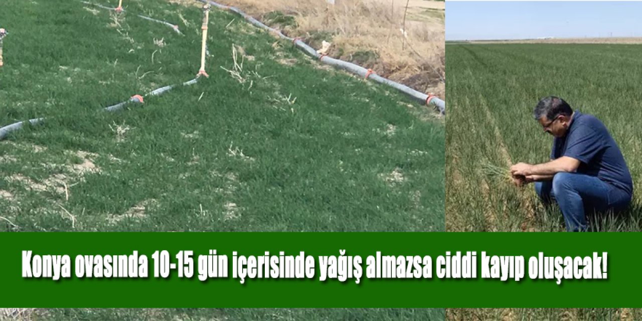 Konya ovasında 10-15 gün içerisinde yağış almazsa ciddi kayıp oluşacak!