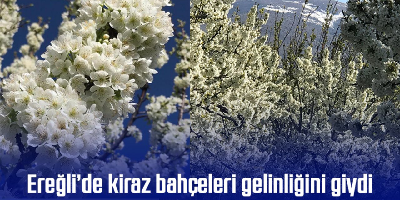 Ereğli’de kiraz bahçeleri gelinliğini giydi