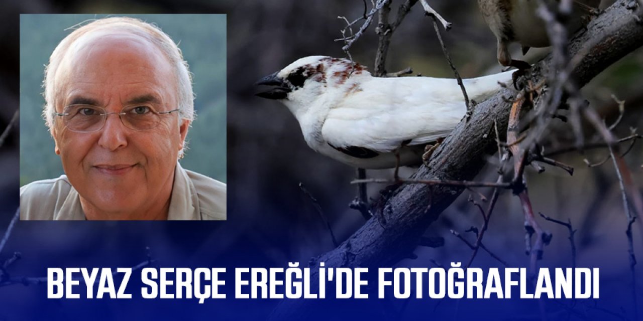 BEYAZ SERÇE EREĞLİ'DE FOTOĞRAFLANDI