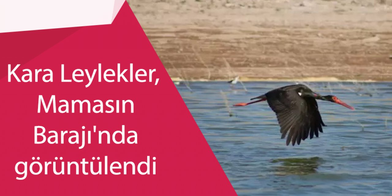 Kara Leylekler, Mamasın Barajı'nda görüntülendi