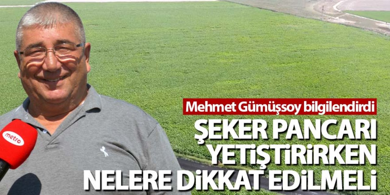 Şeker Pancarı Yetiştirirken Nelere Dikkat Edilmeli?