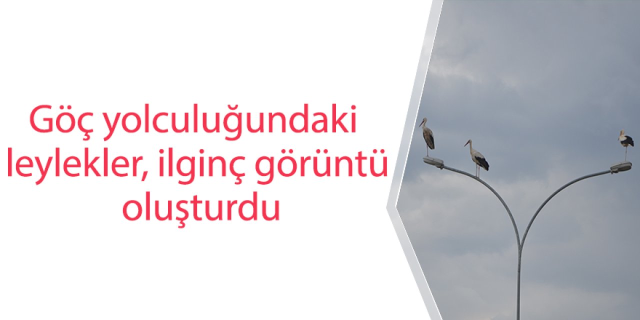 Göç yolculuğunda leylekler ilginç görüntü oluşturdu