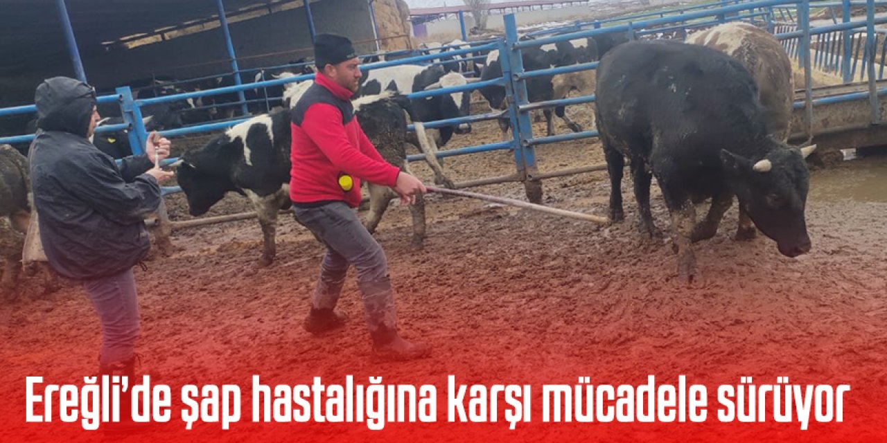 Ereğli’de şap hastalığına karşı mücadele sürüyor!