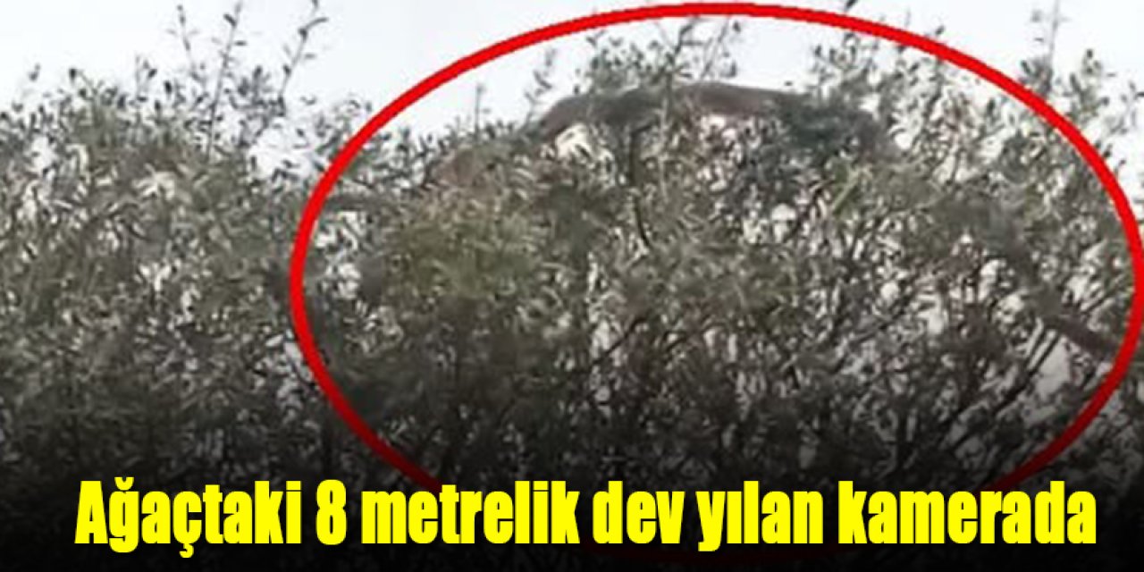 Dev yılan kamerada
