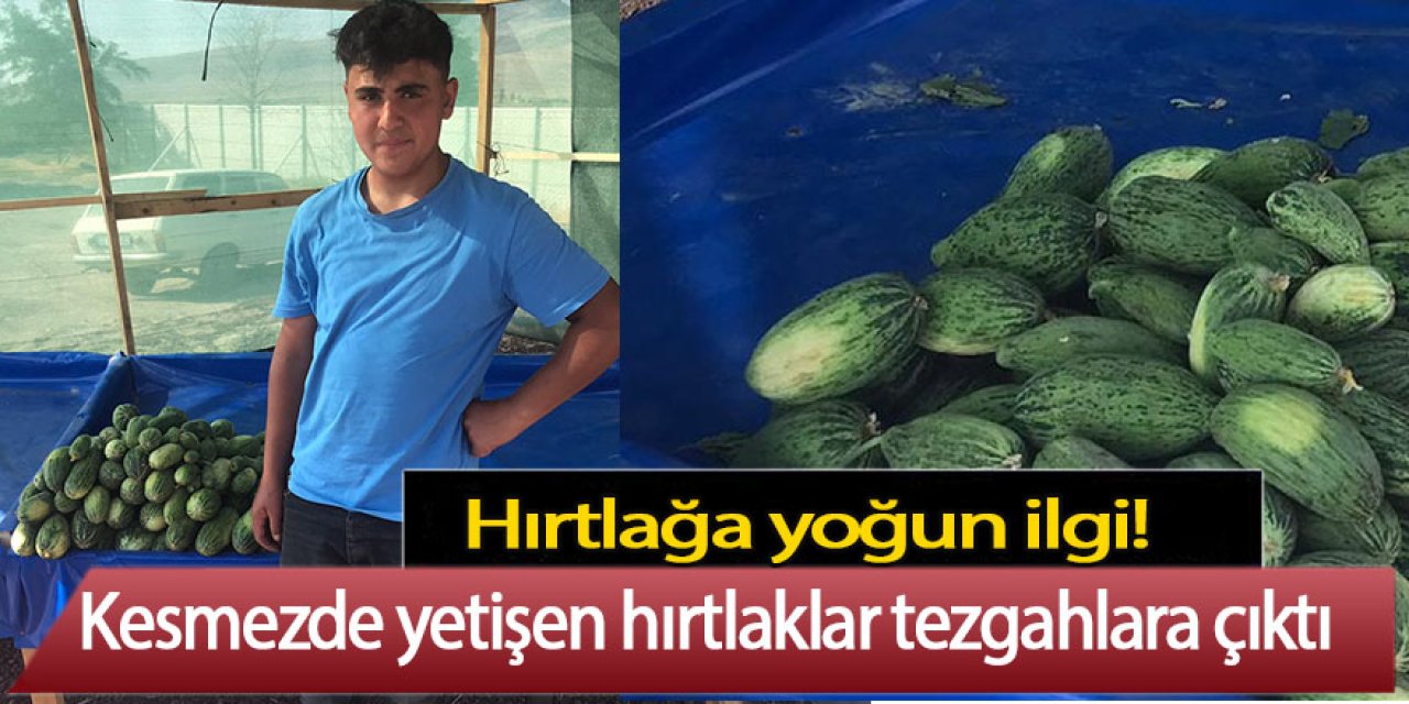 Kesmezde yetişen hırtlaklar tezgahlara çıktı