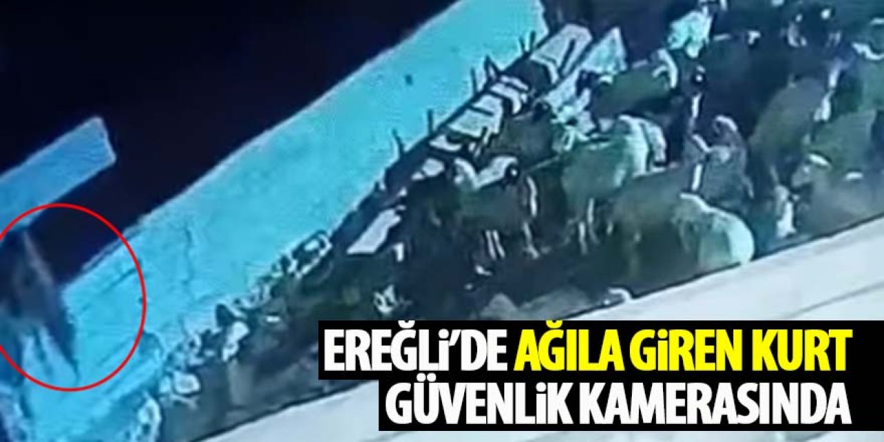 Ereğli’de Ağıla Giren Kurt Güvenlik Kamerasında