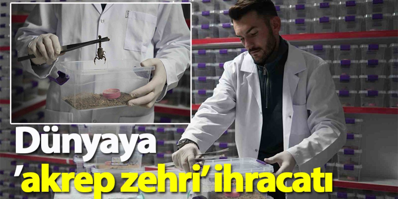 Dünyaya ’akrep zehri’ ihracatı