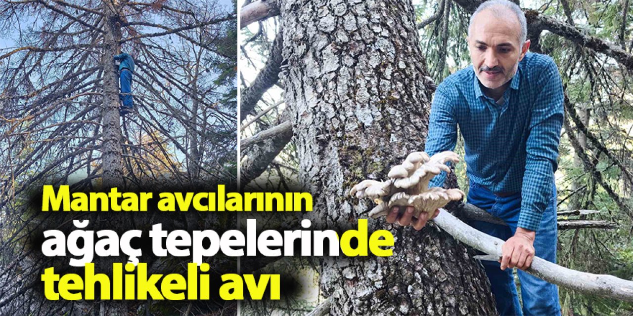 Mantar avcılarının ağaç tepelerinde tehlikeli avı