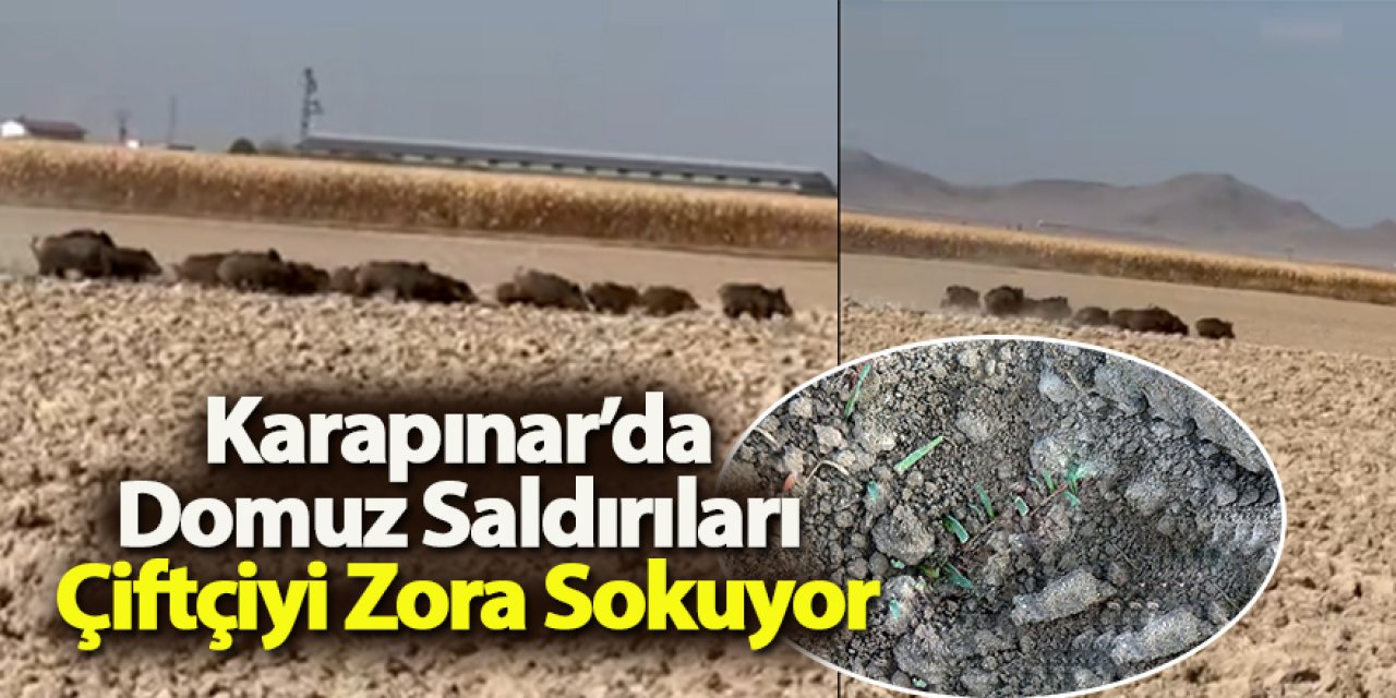 Karapınar’da Domuz Saldırıları Çiftçiyi Zora Sokuyor