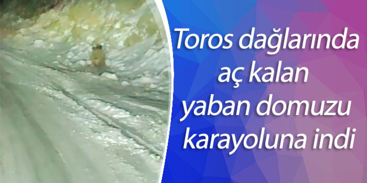 Toros dağlarında aç kalan yaban domuzu karayoluna indi