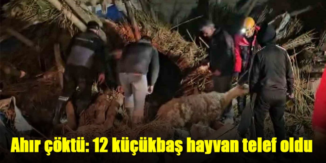 Ahır çöktü: 12 küçükbaş hayvan telef oldu